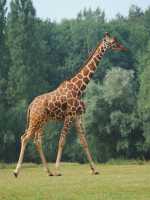 017 Girafe de Rothschild