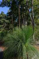 051 Anaophora costata