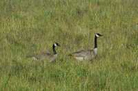 73 Oies du Canada (Bernaches)