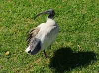 058  Ibis blanc