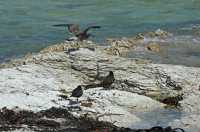 037 Huîtriers et Skua