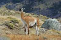 34 Guanacos mère & fils