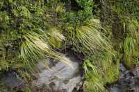 099 Plantes, Doubtful Sound