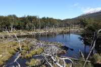 068 Barrage de castors