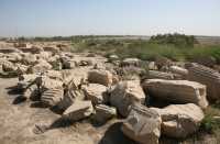 036 Suse - Adapana B *