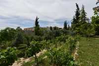 31 Vigne - Abu Gosh - Emmaüs - Abbaye bénédictine Sainte Marie de la Résurrection