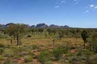 07 Quand ses racines arrivent à la nappe phréatique les branches du Kurkara s'écartent