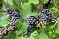 041 Raisin - Région de Marlborough