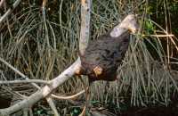 432 Puerto San José - Canal de Chiquimulilla