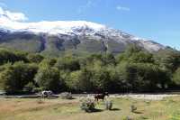 103 Rio Pipo - Chevaux