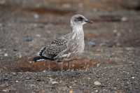 19 Jeune goéland