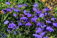 89 Jardin des plantes