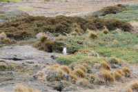 065 Pingouin devant son terrier - Seno Otway