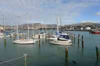 93 Chien dans le port de Lyttelton