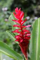 036 Fleur (Alpinia ou Opui rouge)