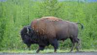 71 Bison sur la route