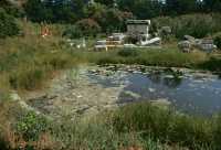 429 Fontaine d'Arethuse