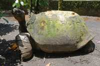 048 Tortue mâle géante (200 kg - 1,50 m + 300 ans) - Jardin botanique de Motu Ovini