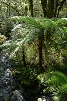 163 Chemin forestier - The Chasm