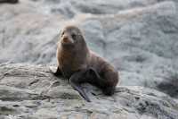 020 Otarie - Ohau Point Seal Colony