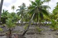 080 Entre Fetuna et Vaiaau