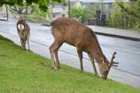 002 Nara - Cerfs sika en Avril
