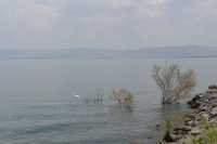 92 Héron sur le rivage du lac à Capharnaüm près de la maison de Pierre