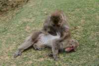 126 Macaques du Japon