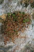 65 Source & Fougère