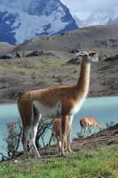 062 guanacos