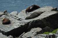 104 Otaries à Milford Sound