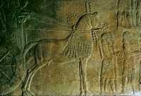 639 Dans le palais d'Assurbanipal, cheval