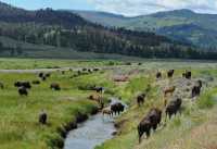 56 Troupeau de bisons