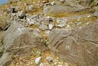 262 Bendis chasse une biche avec une lance comme Artémis, et porte le rameau mystique