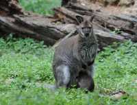 073 Wallaby de Bennett