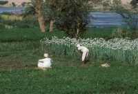 23 Oignons d'Egypte (sud de Kan rive est)