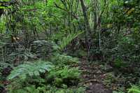 29 Vers la cascade d'Afareiatu - Moorea - Côte est