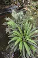 140 Fougères (près de Purakaunui Falls)