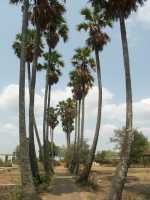 30-Allée-cocotiers *