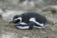 55 Pingouin de Magellan