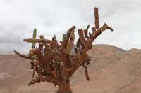 24 Cactus candélabre