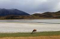 080 Lagune & guanaco