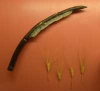 07 Reconstitution d'une faucille néolithique