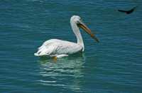 32 L'hirondelle & le pélican