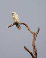 20 Perroquet blanc - Mamukala