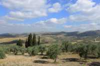 32 Oliviers et collines de Samarie