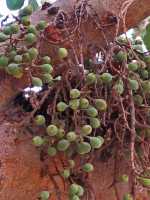 50 Figues de figuier sycomore