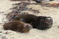 019 Lions de mer (mâle & femelle)