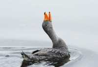 049 Canard Vapeur fâché