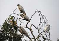 22 Perroquets blancs - Mamukala